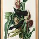 Poster about the Bronze Grackle, after an old engraving from 1827.
