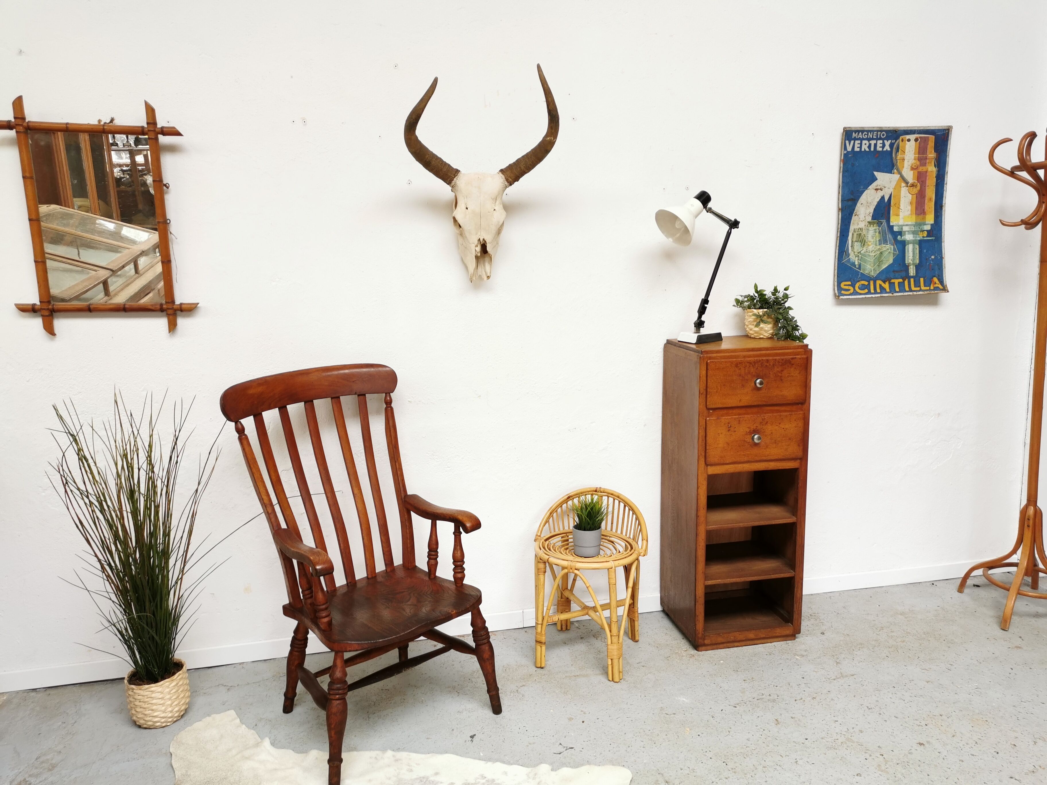 Zebu head hunting trophy massacre