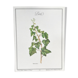 Botanical plank the Ivy