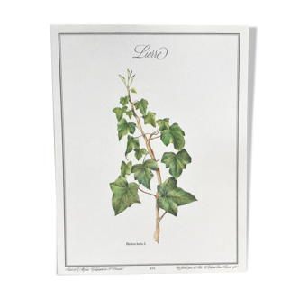 Planche botanique le Lierre