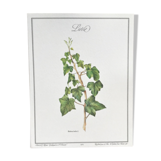 Botanical plank the Ivy