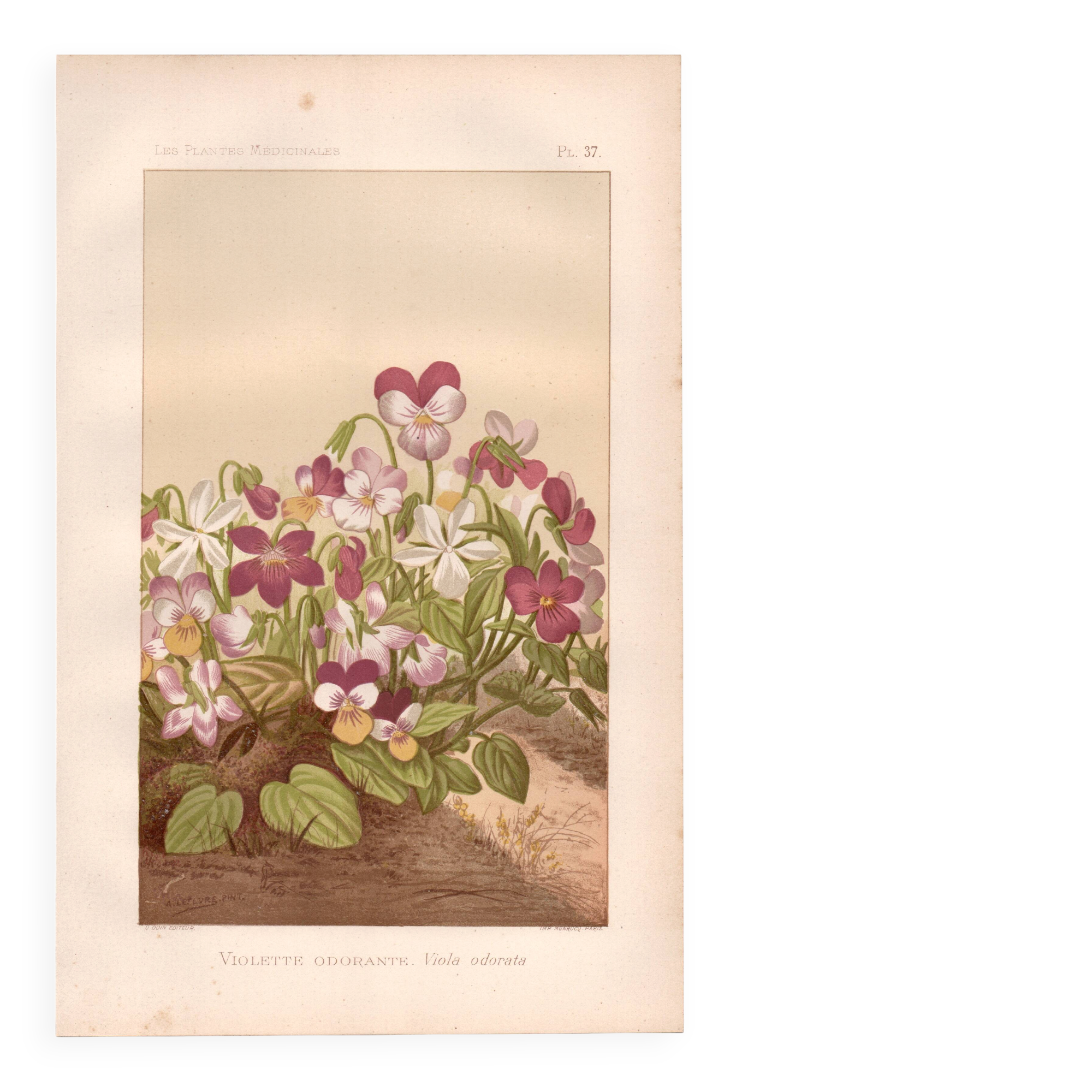 Botanical engraving from 1889 - Violet - Antique natural floral plate