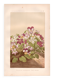 Botanical engraving from 1889 - Violet - Antique natural floral plate