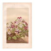 Botanical engraving from 1889 - Violet - Antique natural floral plate