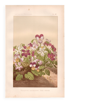 Botanical engraving from 1889 - Violet - Antique natural floral plate