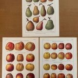 Réservé Laurence - Lot de 3 lithos sur les pommes et poires XXe