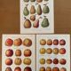 Reserved Laurence - Set of 3 lithos on apples and pears 20th century
