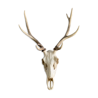 Tête de cerf