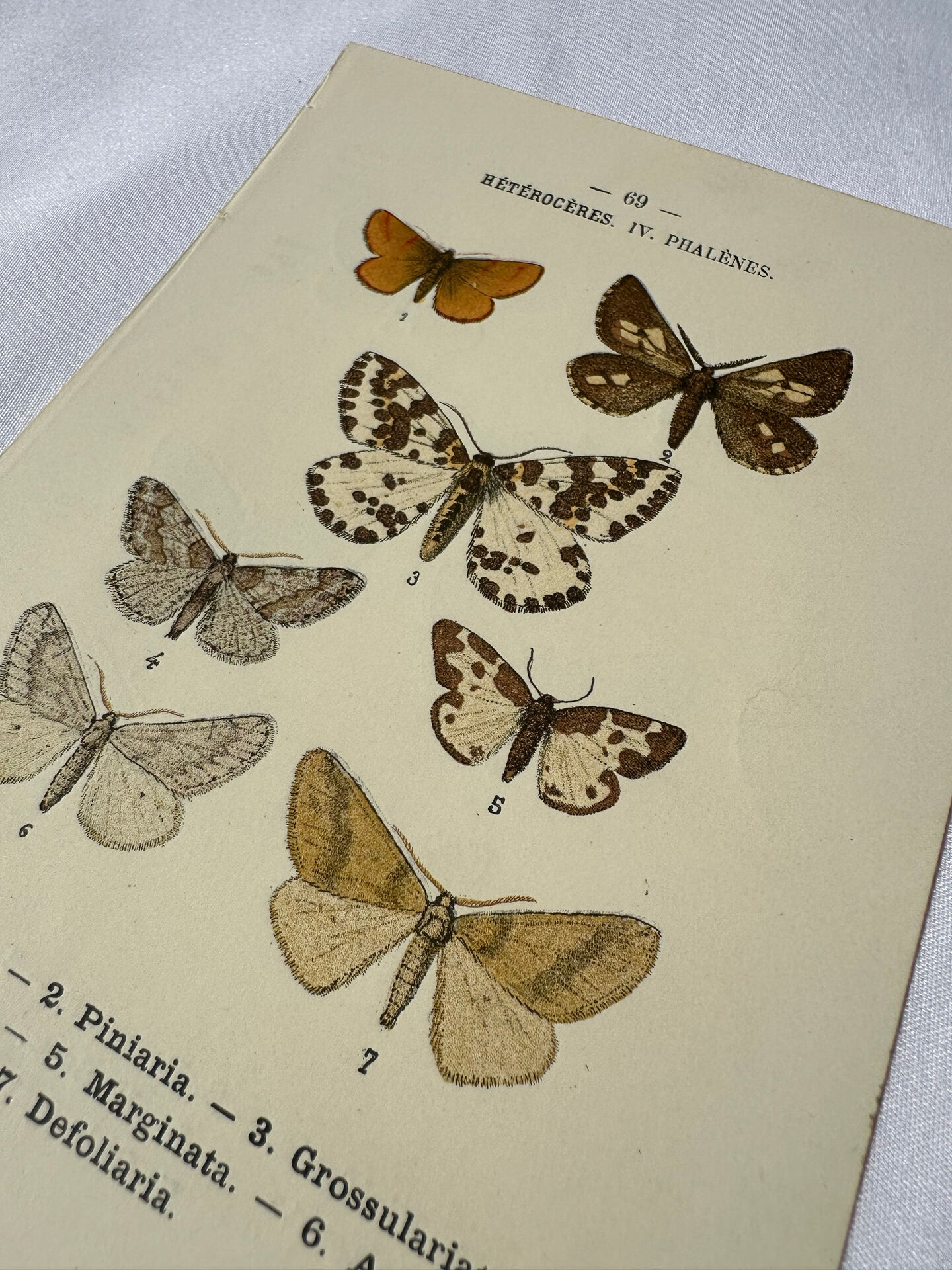 🦋 Botanical Plate Engraving of a Butterfly, 19th Century Naturalist