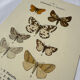 🦋 Botanical Plate Engraving of a Butterfly, 19th Century Naturalist