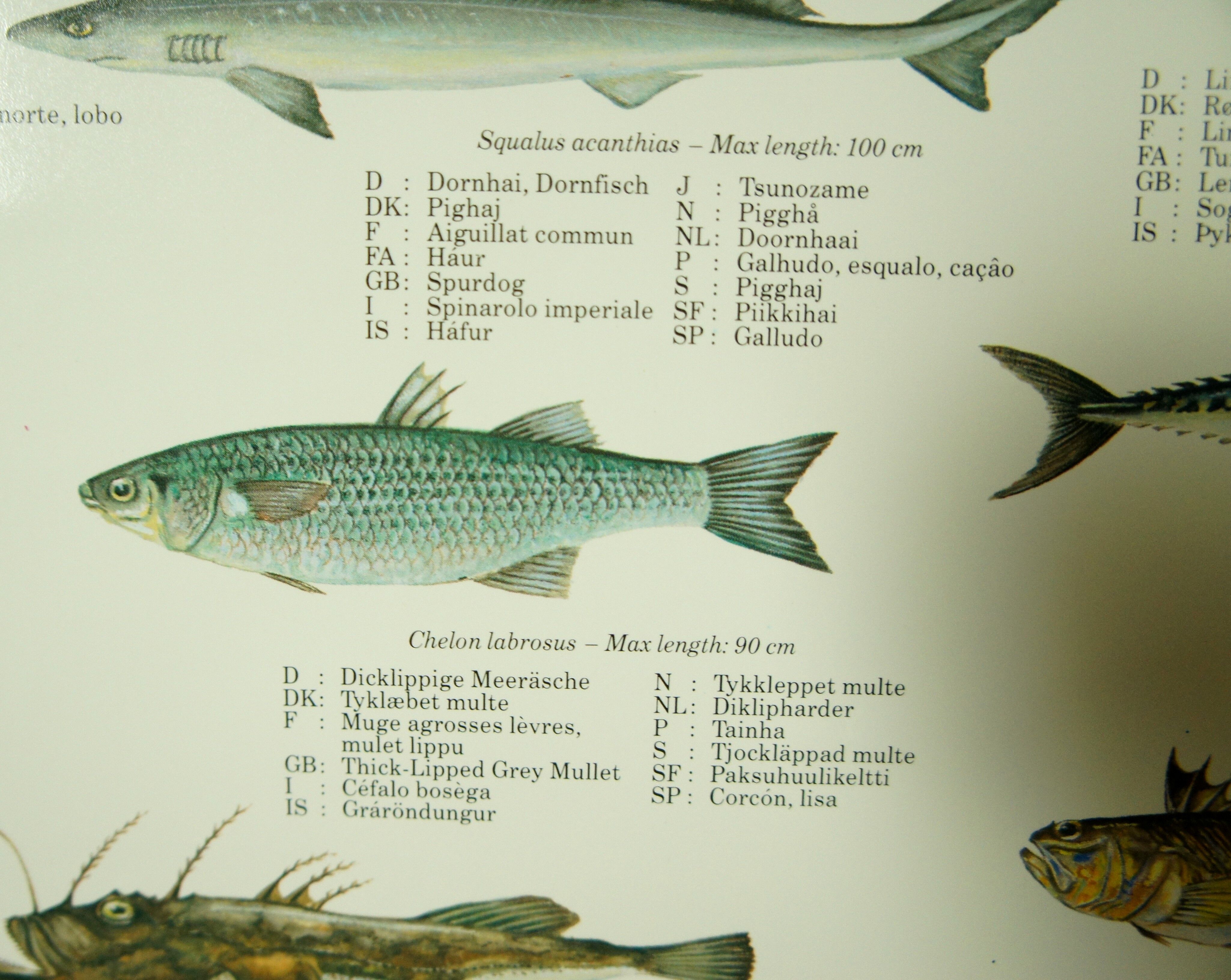 Scandinavian Fishing Year Book educational poster