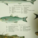 Scandinavian Fishing Year Book educational poster