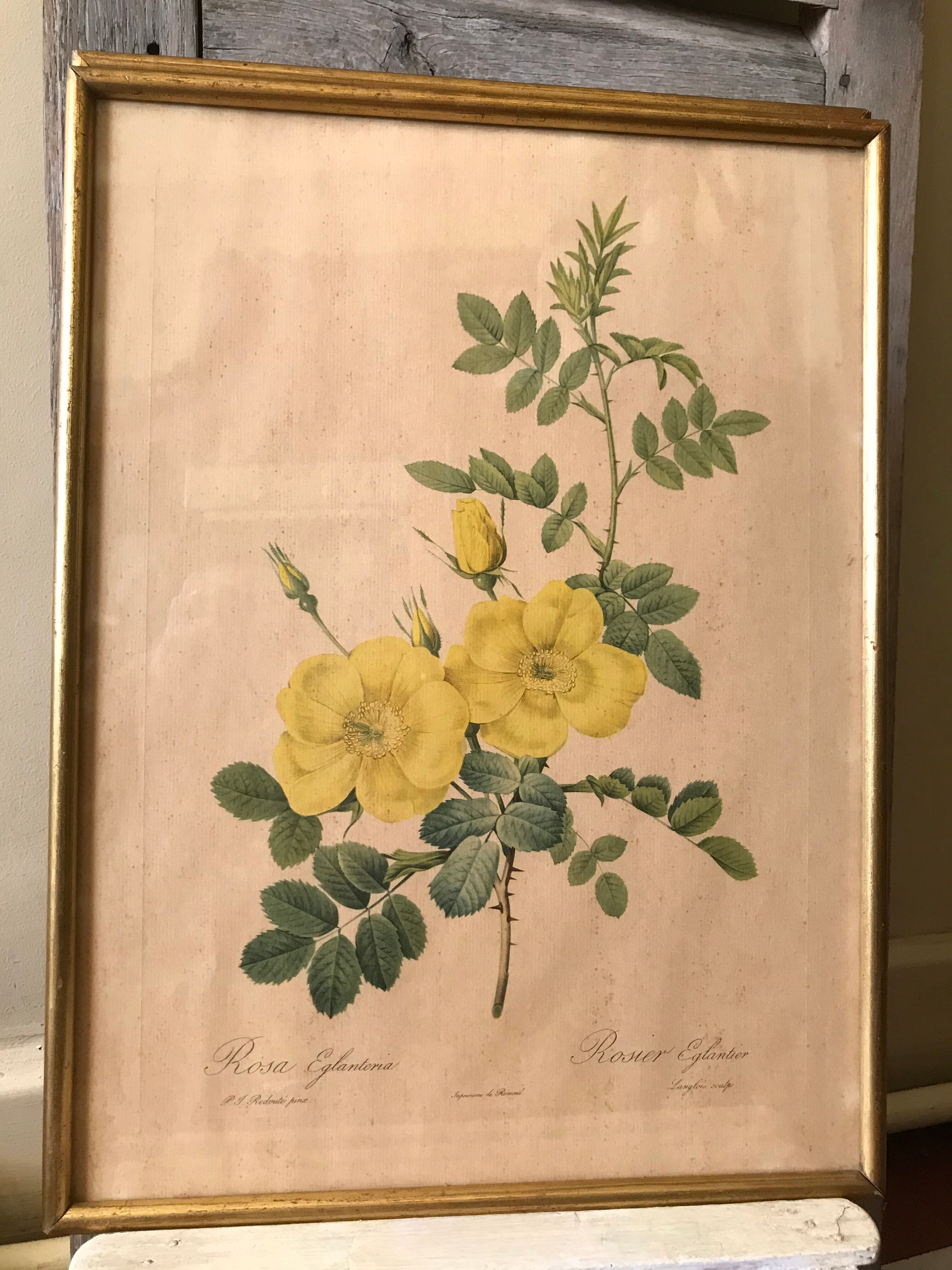 Lithographies Pierre Joseph Redouté