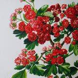 Red hawthorn botanical board