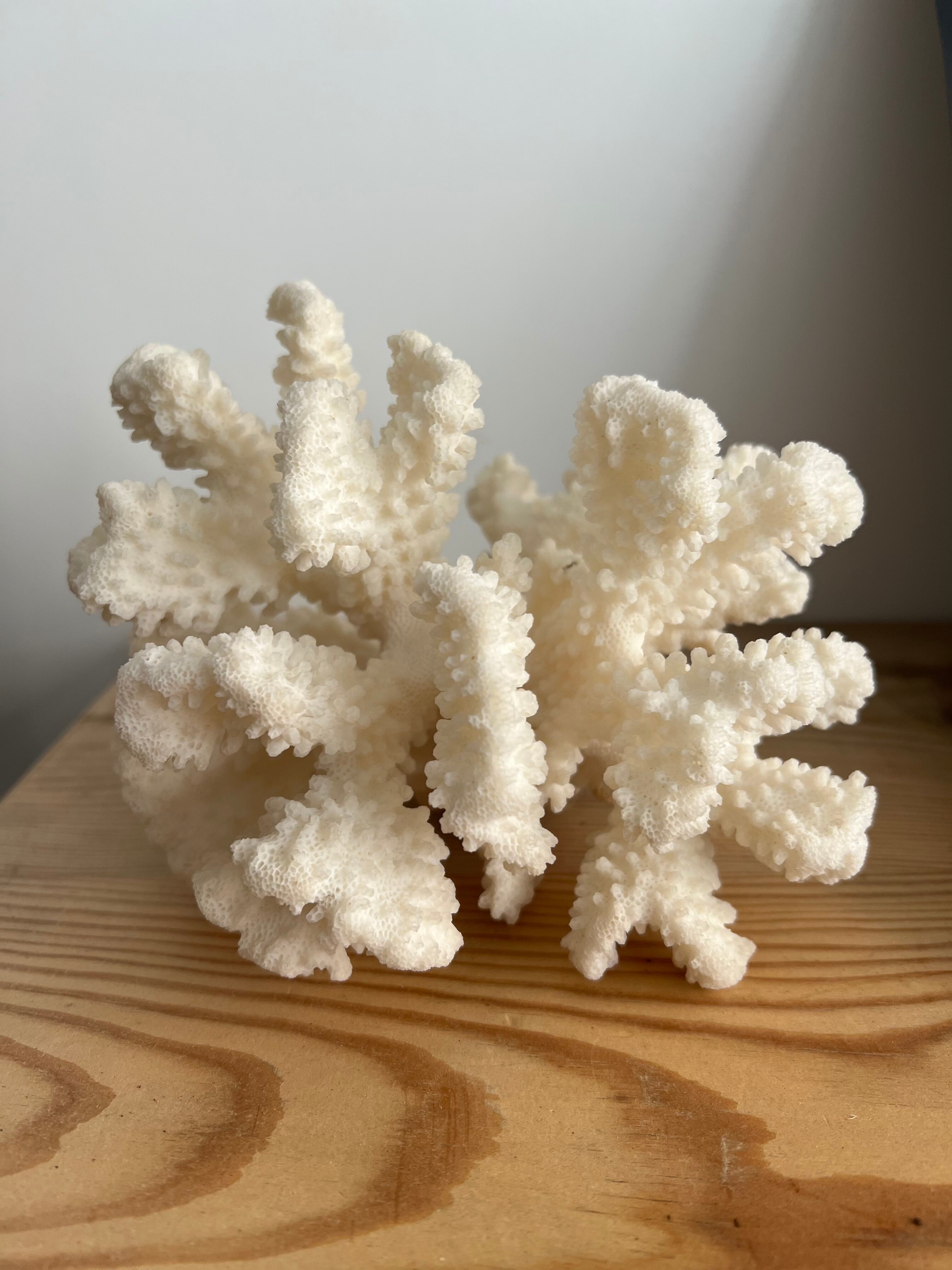 White coral vintage cabinet of curiosity