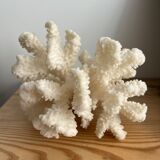 White coral vintage cabinet of curiosity