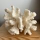 White coral vintage cabinet of curiosity