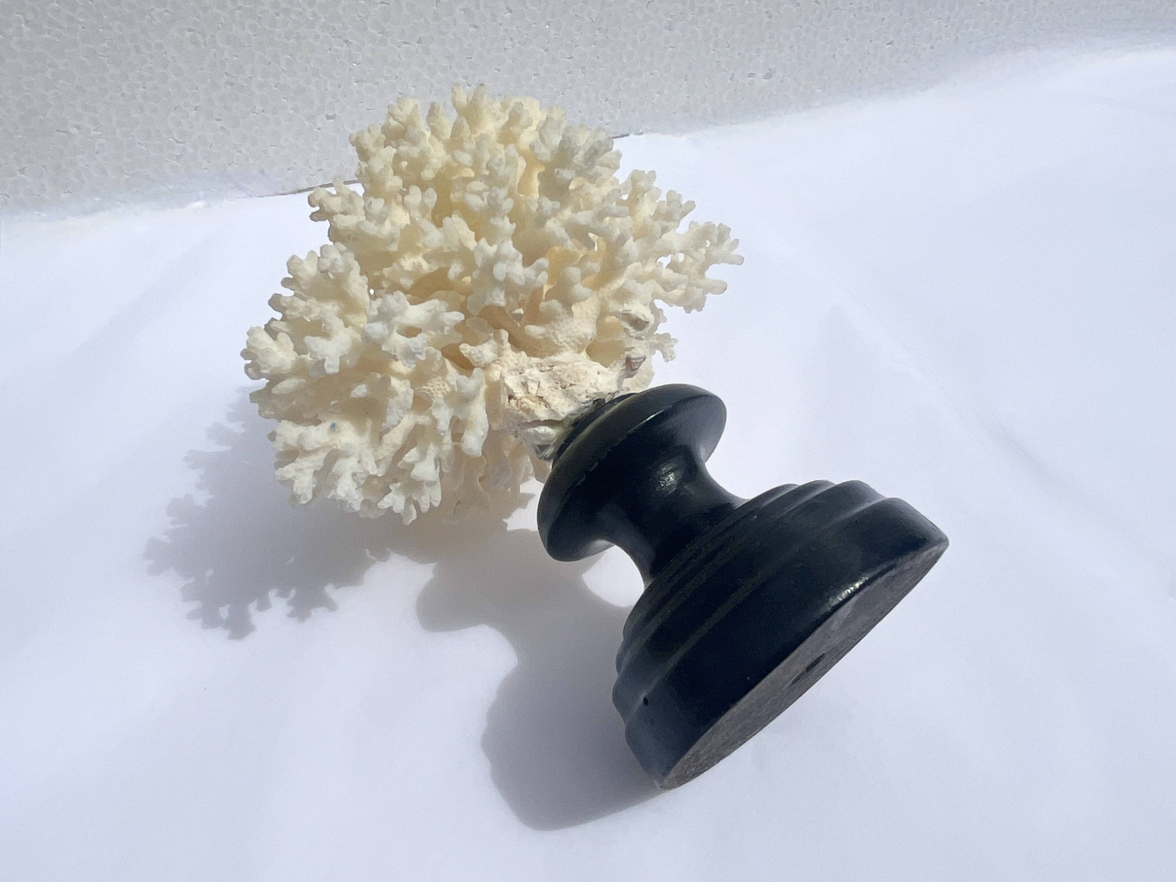 Corail blanc naturel sur socle en bois tourné napoléon iii xixe cabinet de curiosités
