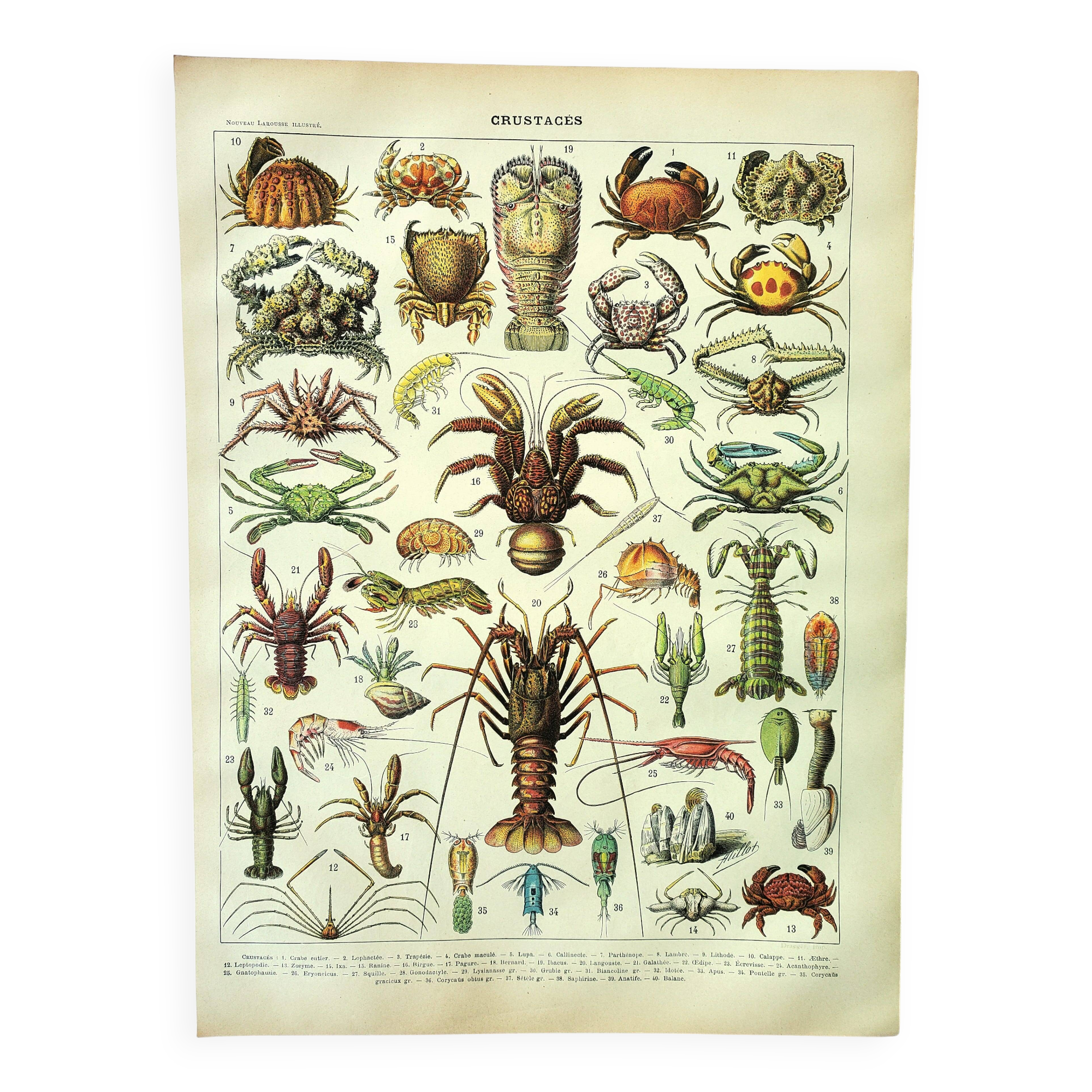 Antique engraving 1907 A. Millot - Crustaceans 1, crab, marine fauna