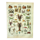 Gravure ancienne 1907 A. Millot - Crustacés 1, crabe, faune marine
