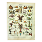 Antique engraving 1907 A. Millot - Crustaceans 1, crab, marine fauna
