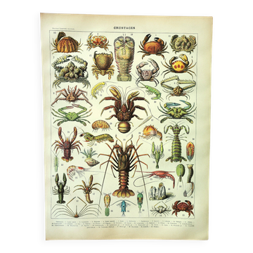 Antique engraving 1907 A. Millot - Crustaceans 1, crab, marine fauna