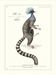 Lithograph engraving chimera animal, the marmoset 22x28 cm