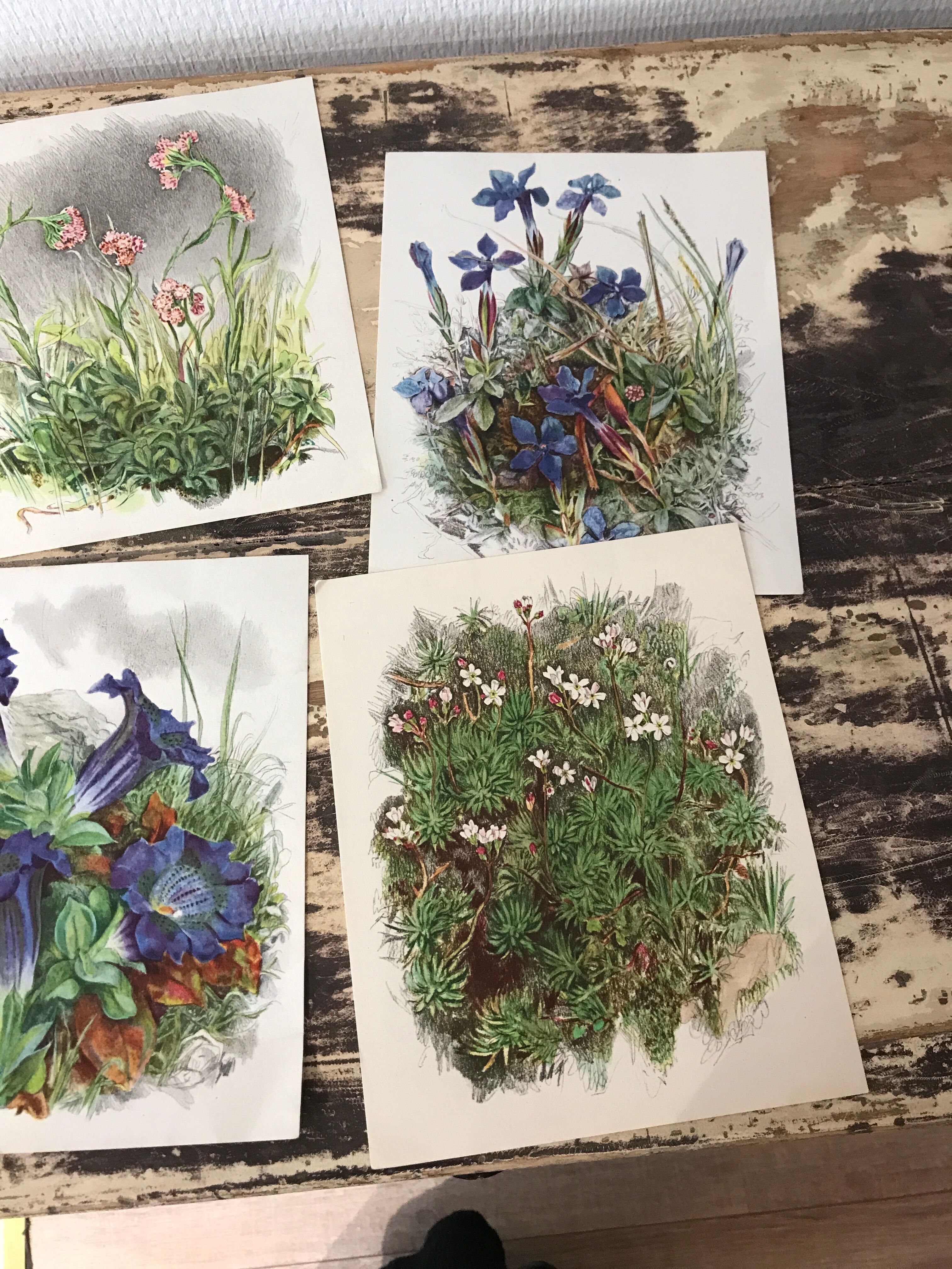 Ancient botanical illustration