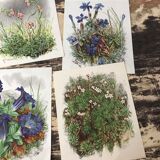 Ancient botanical illustration