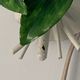 Pair of Italian metal lemon sconces, Firenze House, 1970