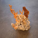Raw coral branch