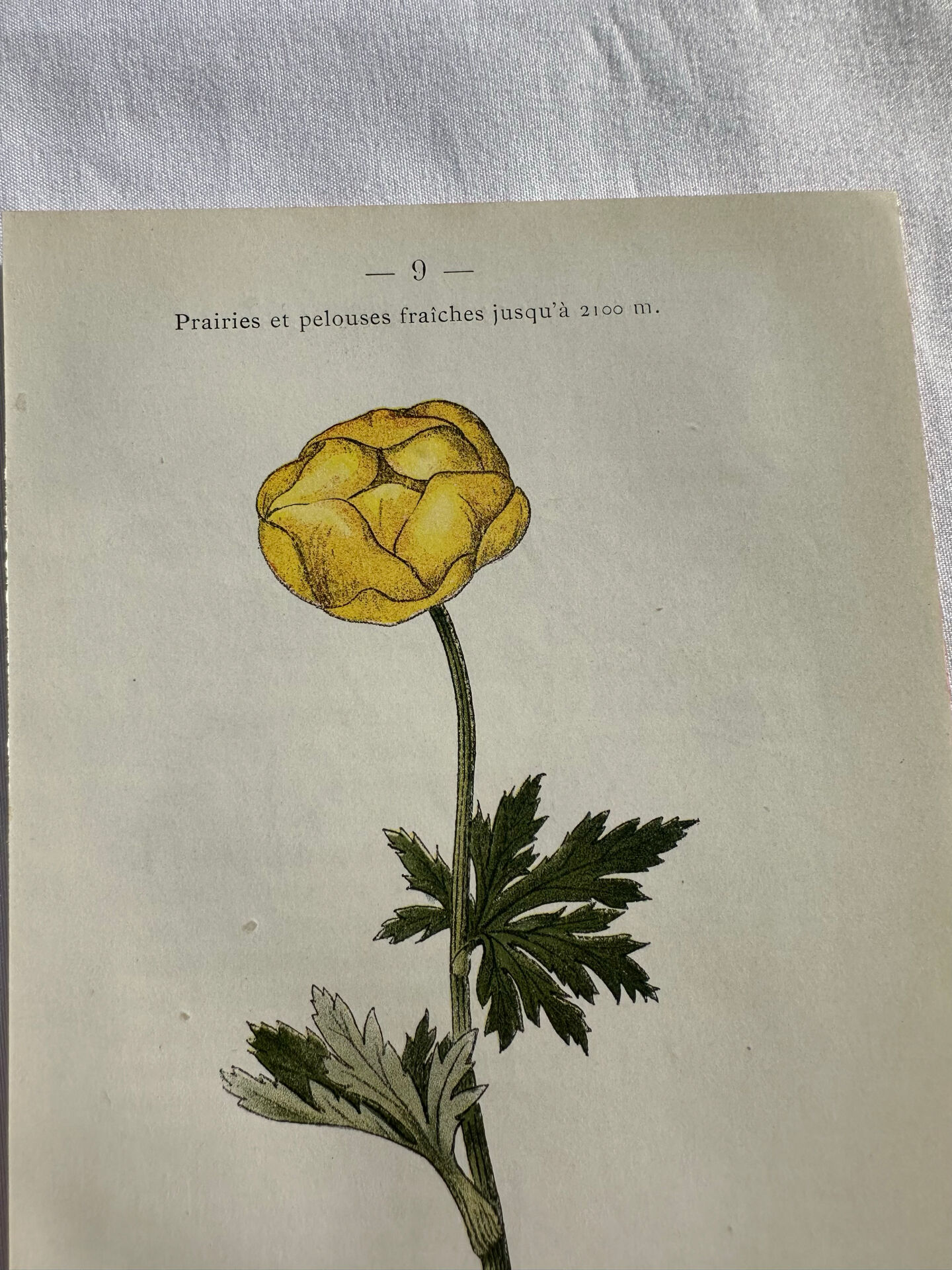 Planche Naturaliste – Gravure botanique ancienne 19eme  recto verso