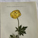 Planche Naturaliste – Gravure botanique ancienne 19eme  recto verso