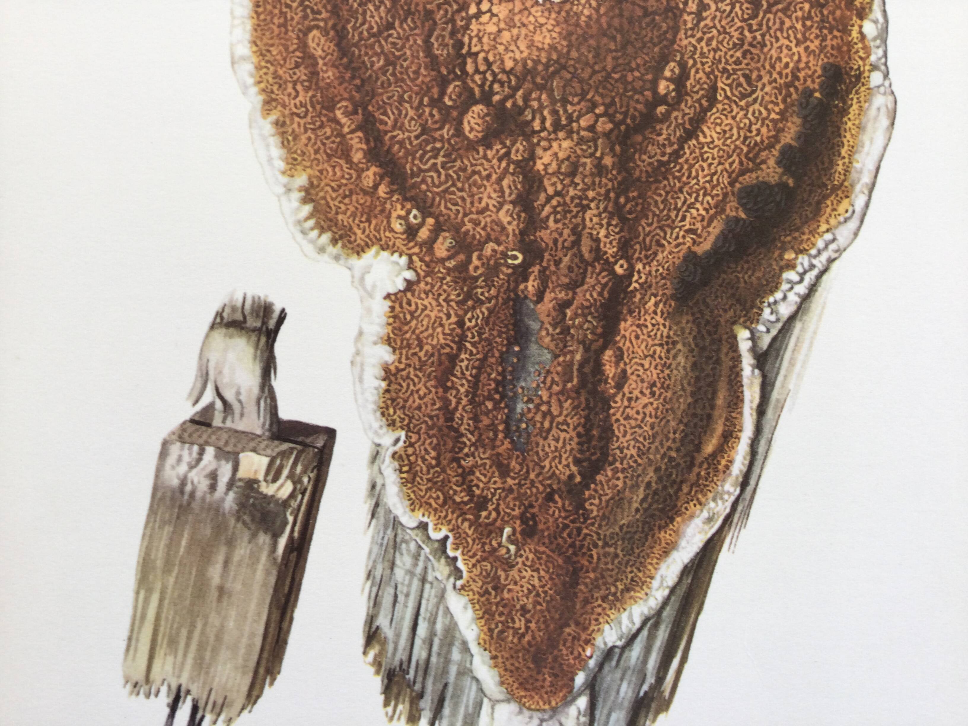 Polypore Mushroom Botanical Illustration. Vintage Print from the 60s.