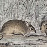Original zoological board "rat - squirrel - field mouse - mouse" buffon 1838