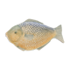 Multicolored ceramic fish zoomorphic dish
