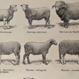 Lithograph of sheep - 1920