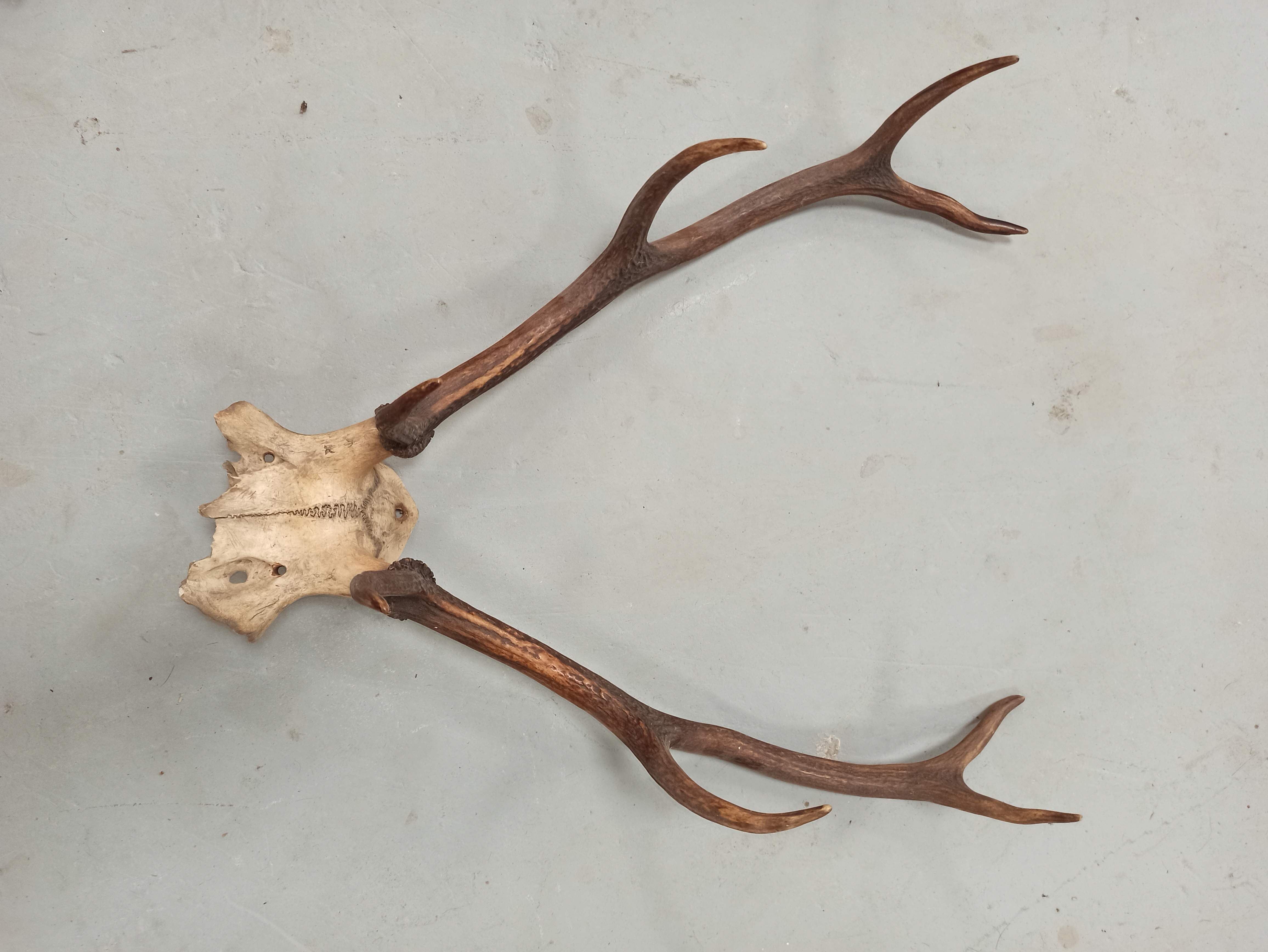 Trophée de chasse corne Cerf crâne