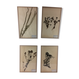 Set de 4 herbiers