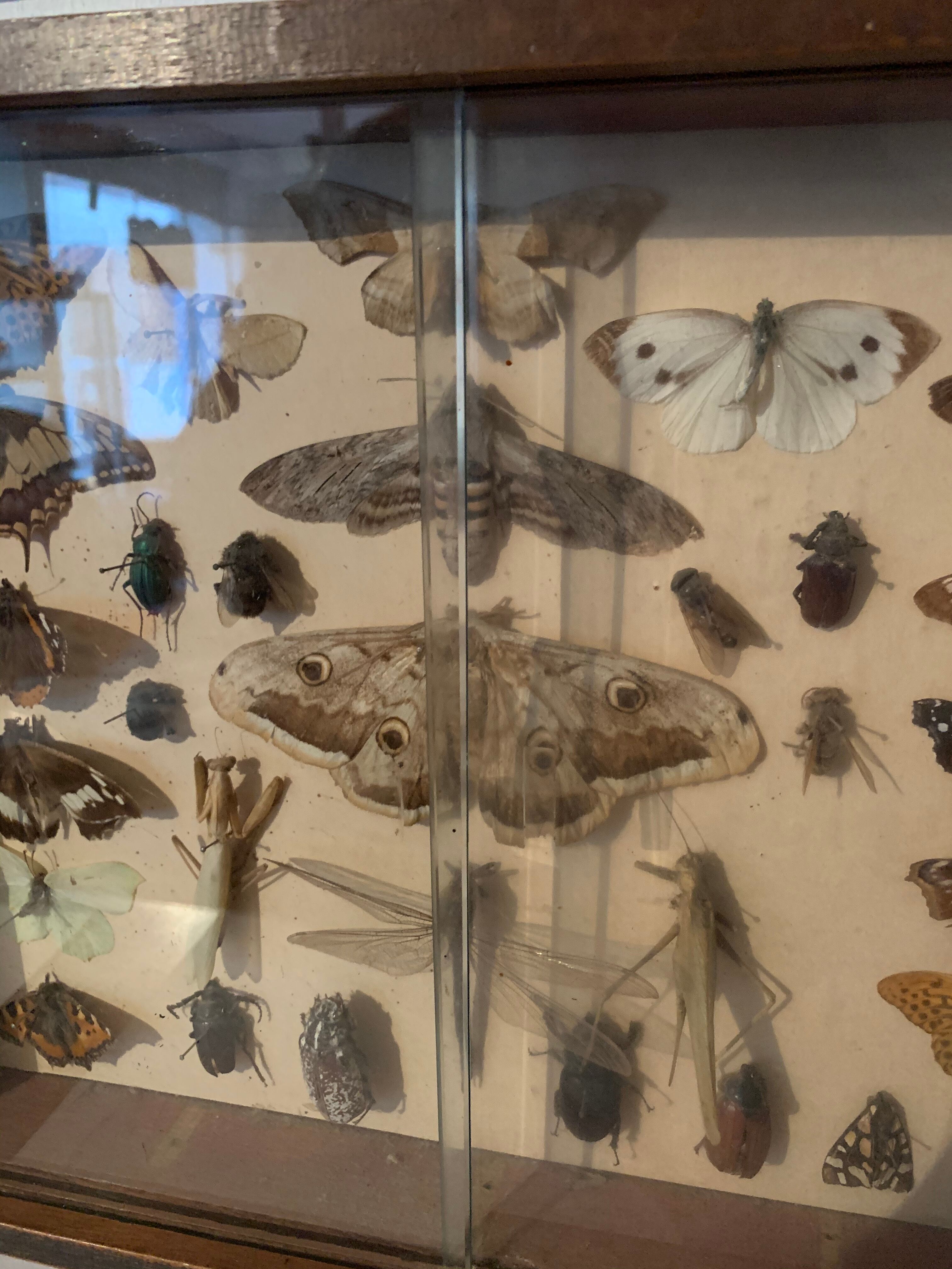 Butterflies