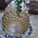 Vase loetz en verre irisé
