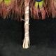 Double-sided peacock feathered eventail