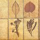 Ceramic coffee table with herbarium pattern