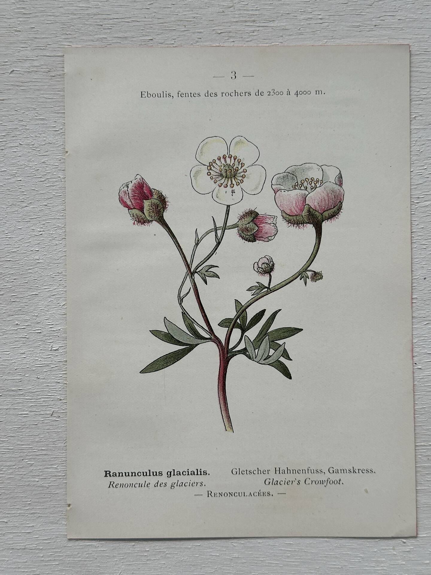 Botanical Plate 1800 Old Naturalist Engraving 19th Century Double-Sided
