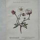 Botanical Plate 1800 Old Naturalist Engraving 19th Century Double-Sided