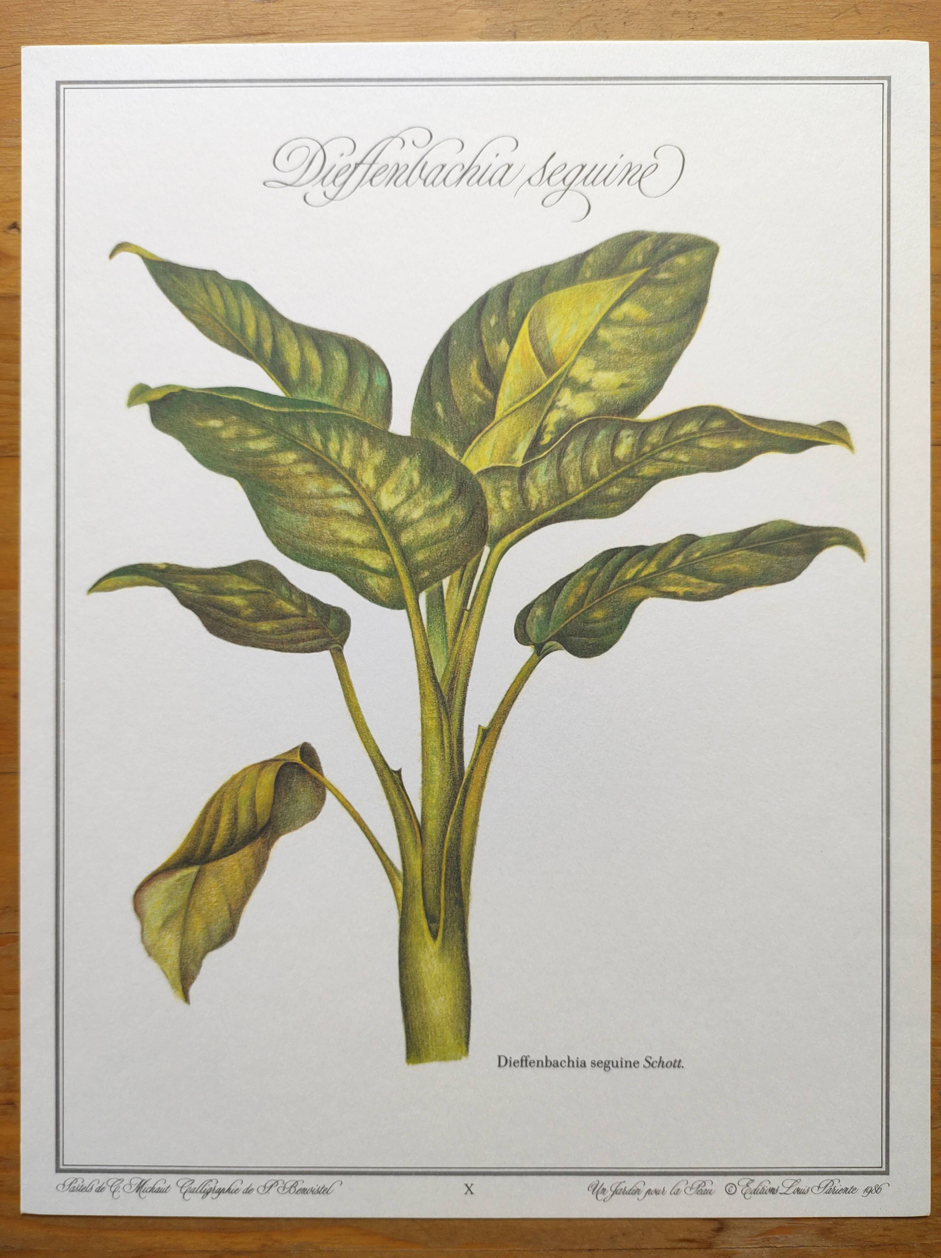 Botanical engraving -Dieffenbachia seguine- Illustration of medicinal plants. Pastels by C.Michaut