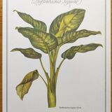 Botanical engraving -Dieffenbachia seguine- Illustration of medicinal plants. Pastels by C.Michaut