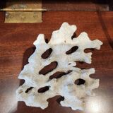 White coral