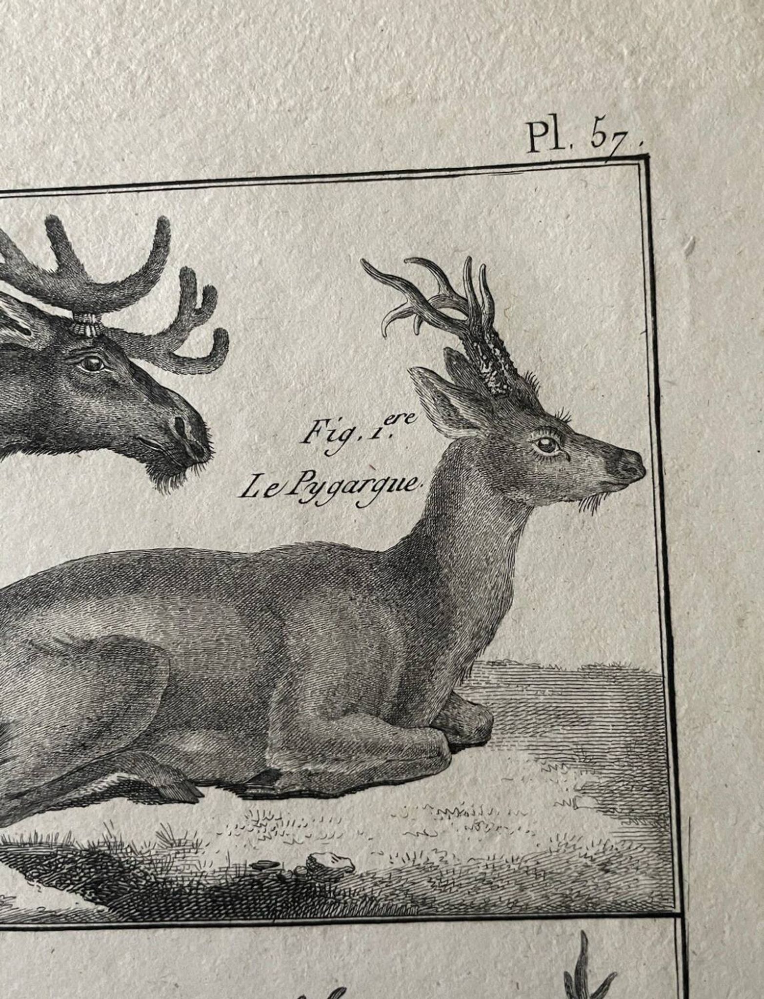 Gravure XVIIIe cerf, biche, Buffon, Bonnaterre, Histoire naturelle