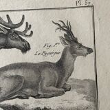 18th century engraving of deer, doe, Buffon, Bonnaterre, Natural History